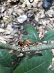 Melucha quadrivittis