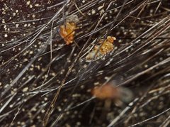 Sciadocera rufomaculata