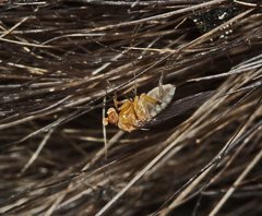 Sciadocera rufomaculata