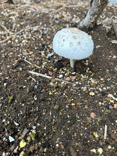 Chlorophyllum