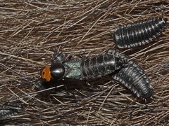 Creophilus erythrocephalus