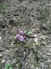 Hydrophyllum alpestre