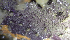 Aplysilla polyraphis