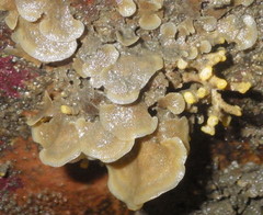 Dendrobeania lichenoides