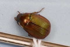 Callistethus marginatus