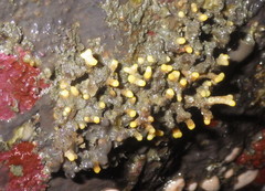 Heteropora pacifica