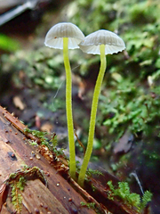 Mycena subviscosa