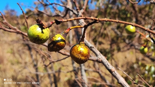 Image of Lafoensia pacari by (c) Thomaz Ricardo Favreto Sinani, some rights reserved (CC BY)