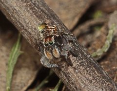 Maratus plumosus