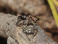 Maratus plumosus
