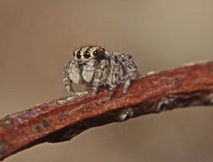 Maratus plumosus