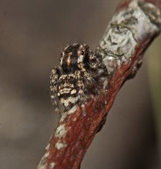 Maratus plumosus