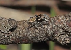 Maratus plumosus