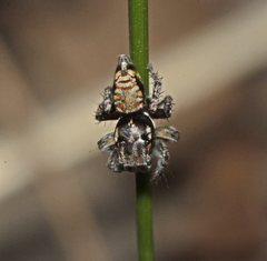 Maratus plumosus