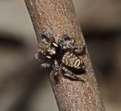 Maratus plumosus