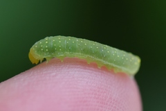 Phosphila miselioides