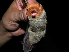 Lasiurus blossevillii