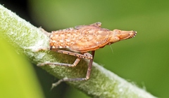 Lophopidae