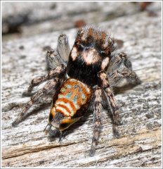 Maratus plumosus
