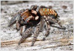 Maratus plumosus
