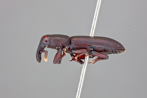 Oxydema fusiforme observed 2024-06-27