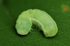 Phosphila miselioides