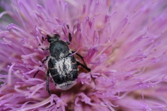 Trichiotinus texanus