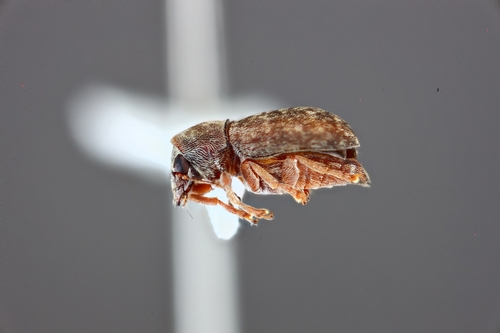 Araecerus levipennis observed 2024-07-03