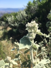 Malacothamnus fremontii