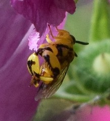 Conura amoena