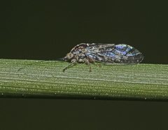 Aphalaridae