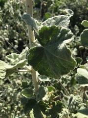 Malacothamnus fremontii