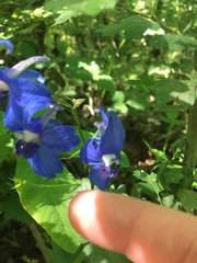 Delphinium menziesii