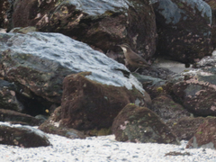 Cinclodes nigrofumosus