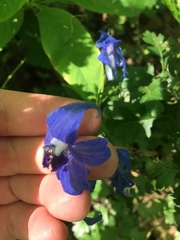 Delphinium menziesii