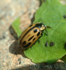Chrysomela confluens