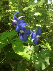 Delphinium menziesii