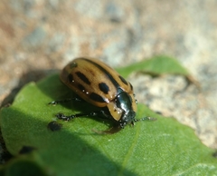 Chrysomela confluens