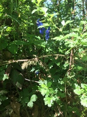 Delphinium menziesii
