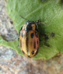 Chrysomela confluens