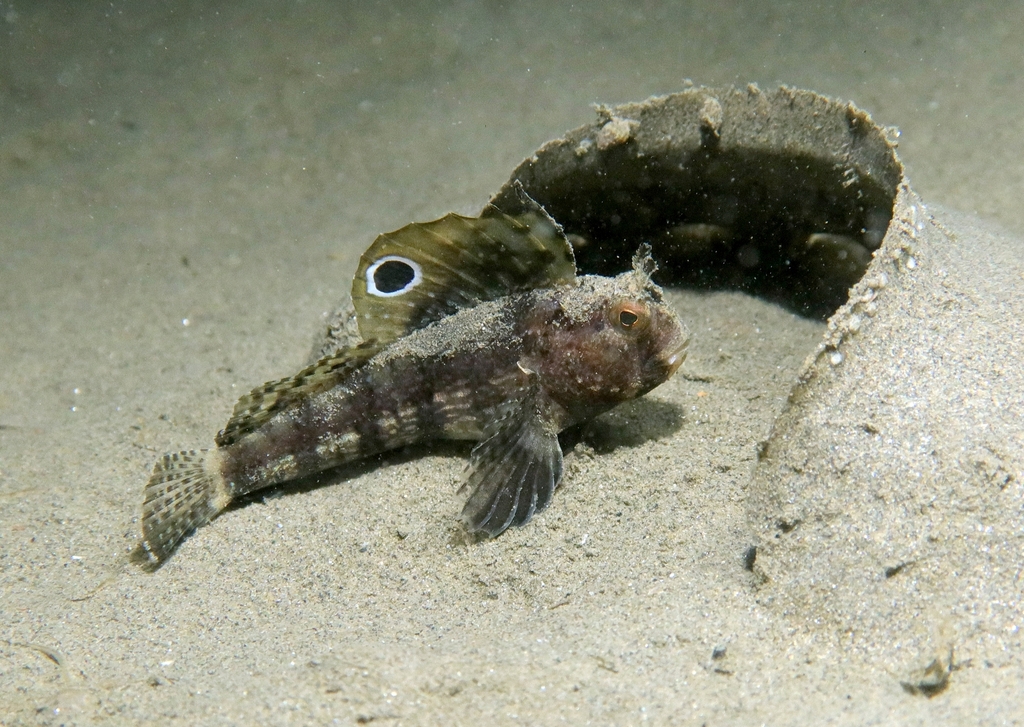 Butterfly blenny (Blennius ocellaris) — Blenniidae