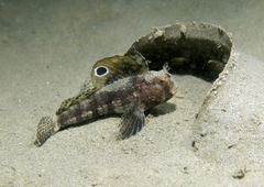 Butterfly Blenny photo 1
