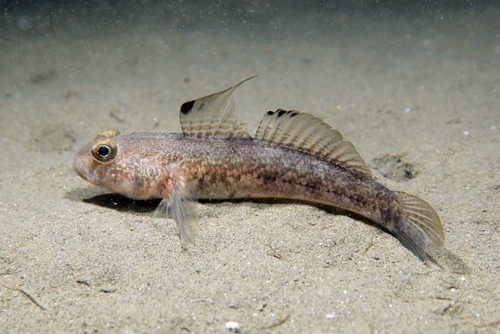 Black Goby, photo 3 of 10