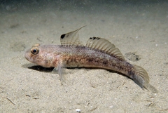 Black Goby photo 3