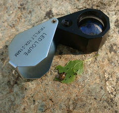 Chrysomela confluens