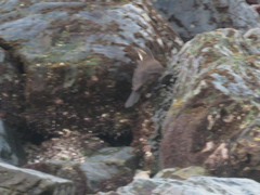 Cinclodes nigrofumosus