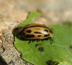 Chrysomela confluens