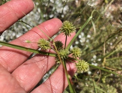 Cyperus retrorsus