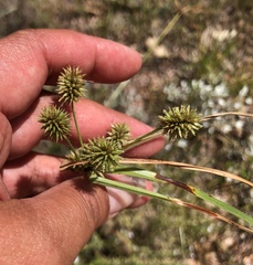 Cyperus retrorsus