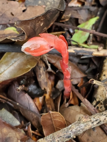Image of Monotropa coccinea by (c) Jonathan Curley, some rights reserved (CC BY)